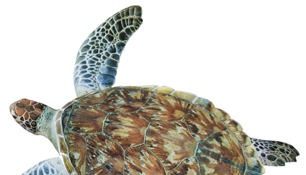 Beautiful sea turtle shell