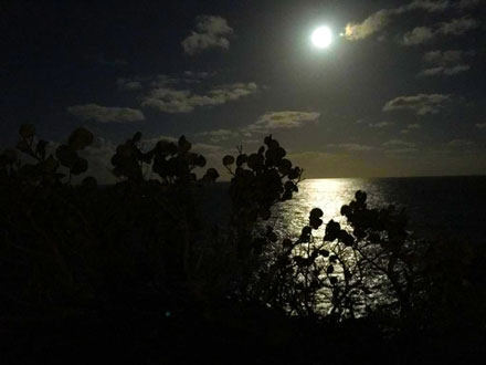 Lavender Point Night Skies