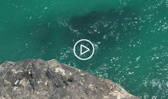 Lavender Point turtle watching spot