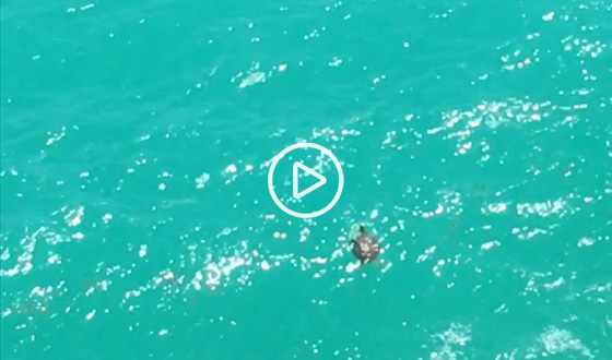 Lavender Point best turtle watching spot
